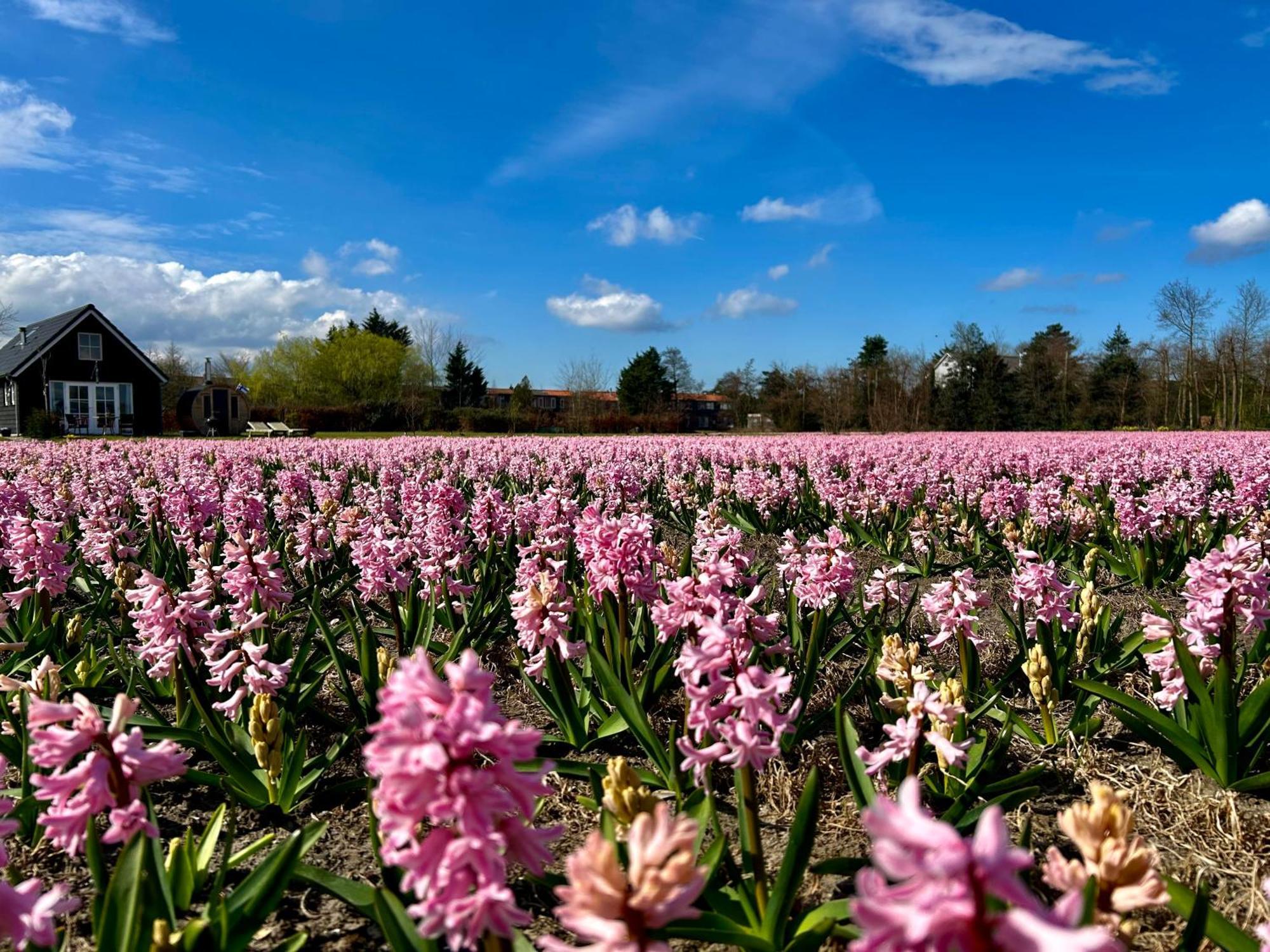 Stuga Kodawari Voorhout Exteriör bild
